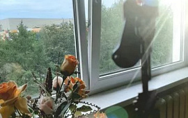  Великий Новгород, Улица Ломоносова, 20к1